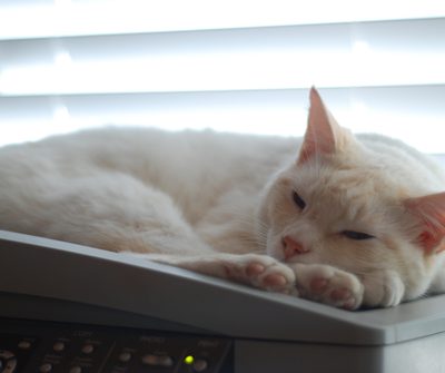 Cat on photocopier